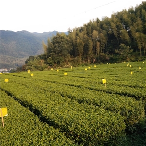 恨水茶業公司有機茶苗基地